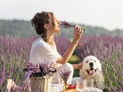Lavender Lunch In Provence: A French Countryside Soundscape