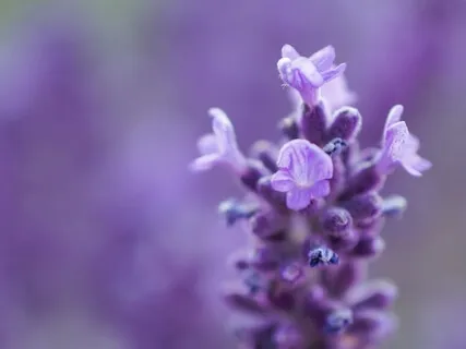Lavender Self Love Meditation