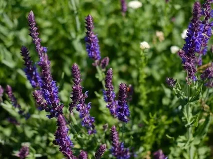 Lavender Session For Creativity, Calming, And Creating Change