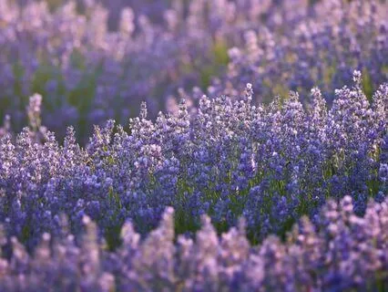 Lavender Wisdom: Gentle Healing For Body And Soul