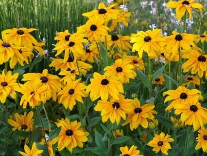 Law Of Attraction - Goals