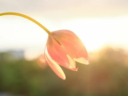 Law Of Attraction To Achieve Your Dreams