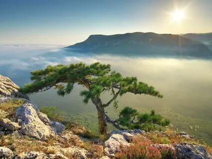 Law Of Attraction Morning Affirmations For Mental Health