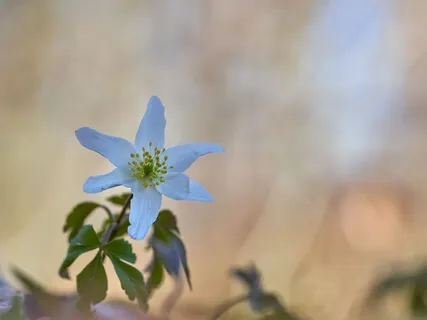 Law Of Attraction Relaxing Scripting Music