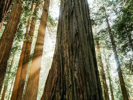 Layers Of Our Being: Exploring The Five Koshas