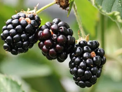 Laying Down Old Burdens - September 10