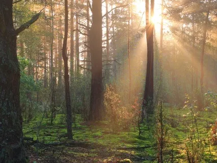 Laziness And The Lawyer