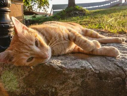 Laziness As Balm For Burnout