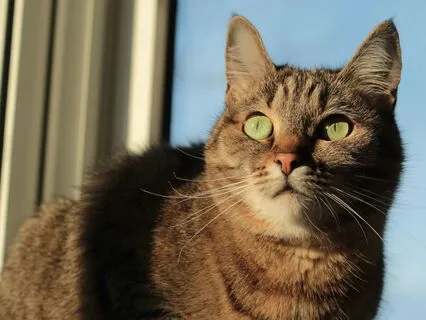 Lazy Sunlight | The Calm Sleep Lofi Beats Collection