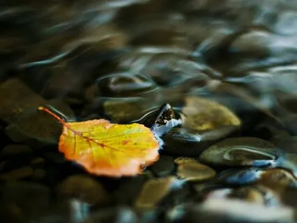 Leaf and brook - Musical meditation