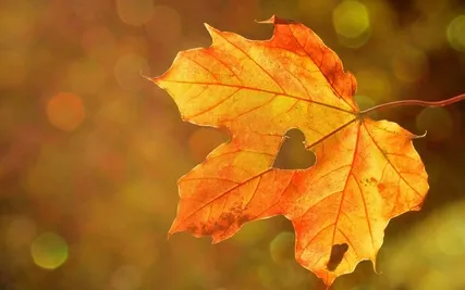 Leafs: Music For Stress Relief