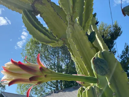 Lean Into Love Frequency