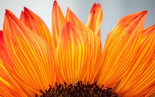 Leaning In To Gratitude