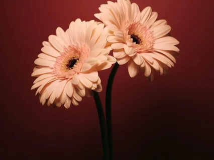 Learn To Endure In State Of Calm Is The Fourth Treasure