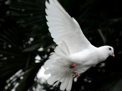 Learning About Life From Death