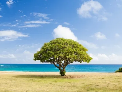 Learning About Self-Compassion