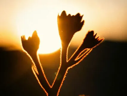 Learning From Silence By Pico Iyer