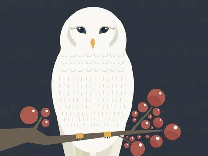 Learning How To Change Situations With The White Owl
