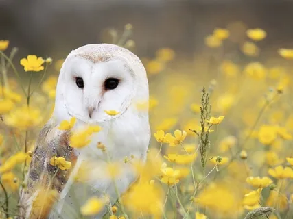 Learning Series: Being Trauma Aware 101