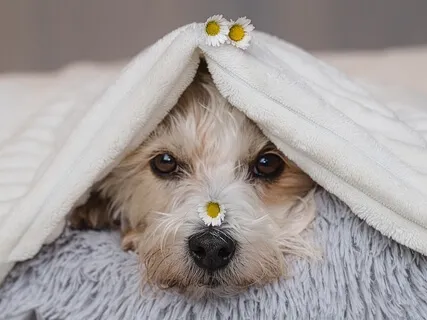 Learning Series: Recognizing A Trauma Response