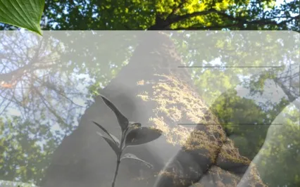 Learning To Be Still, Nervous System Regulation Meditation