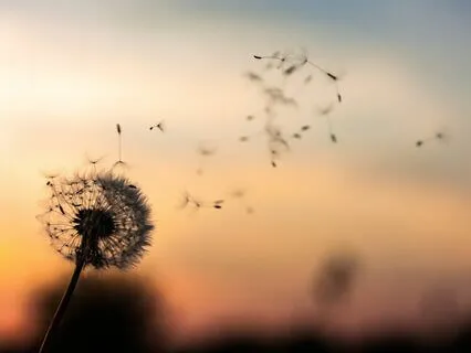 Learning To Let Go And Live With Ease