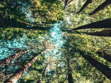 Learning To See The Oneness Of Reality