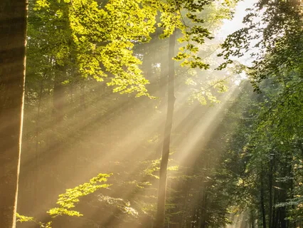 Learning To Trust The Voice Within