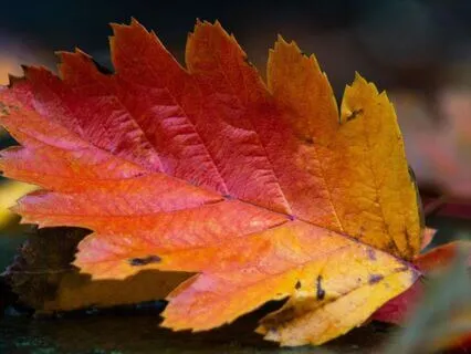 Leaves In The Wind - Theta Binaural Beats Music