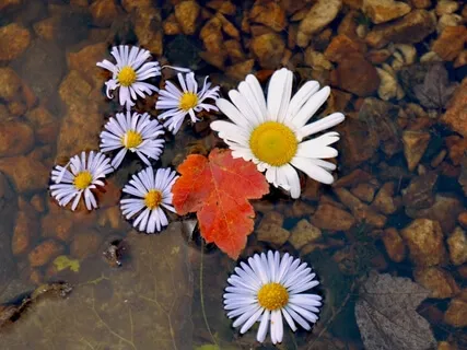 Leaves On A Stream