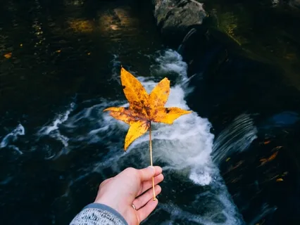 Leaves On A Stream