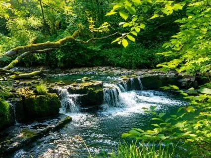 Leaves On A Stream (ACT) | For Pain & Physical Discomfort