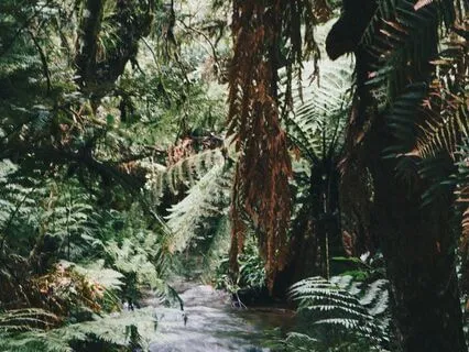 An IFS-Inspired Meditation For Calm: Leaves On A Stream