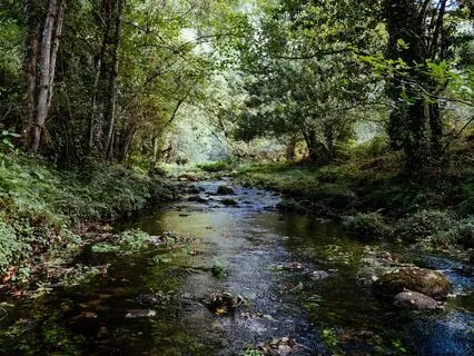 Leaves On A Stream Extended - For Anxiety/Overthinking