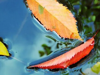 Leaves On A Stream Meditation