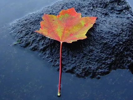 Leaves On A Stream Mindfulness Practice