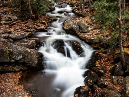Leaves On A Stream With Compassion