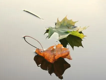 Leaves On A Stream