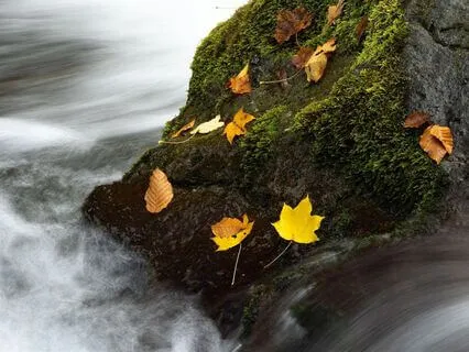 Leaves On A Stream