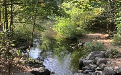Leaves On The Stream