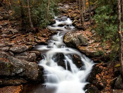 Leaves On The Stream