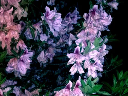 Leaves Painted Purple [Part One]