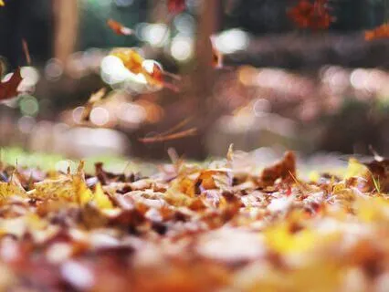 Leaves Rustling In The Wind At 40 Hz