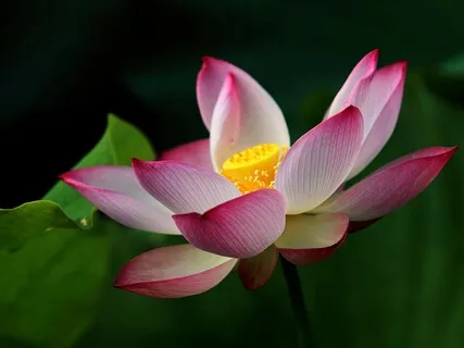 LebensLiebe Heart Opening