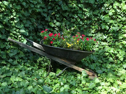 Lectio Divina: Psalm 100