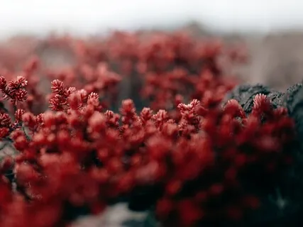 Lectio Divina: Psalm 104:24-34