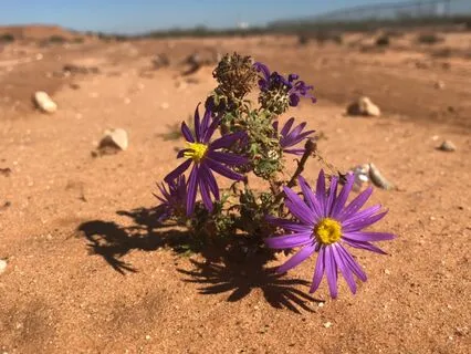 Lectio Divina: Call Out The Beauty (Anthony Of Sourozh)