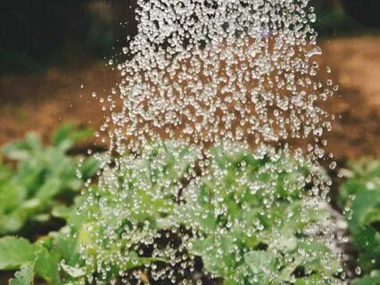 Lectio Divina: Conduits Of Living Water (Jn 7:37-38)