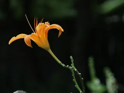 Lectio Divina: Isaiah 40:28-31 (On Wings As Eagles)