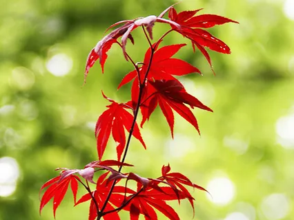 Lectio Divina: Isaiah 49:15-16a (God's Presence)